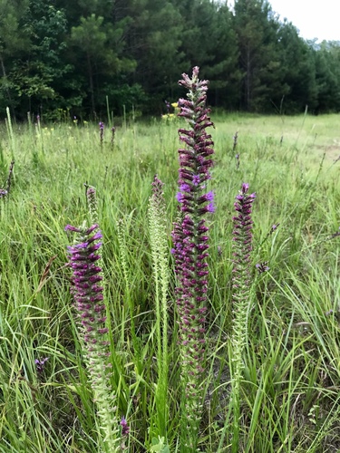 Liatris pycnostachya (prairie blazing star) (alternate view 10)