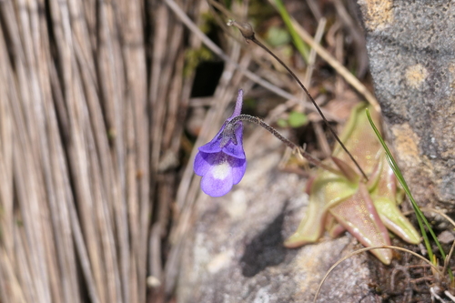 Pinguicula vulgaris (Common Butterwort)