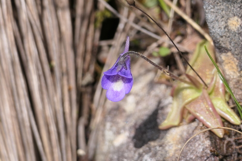 Pinguicula vulgaris (Common Butterwort)