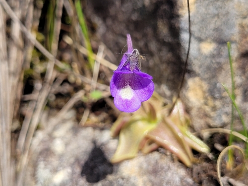 Pinguicula vulgaris (Common Butterwort)