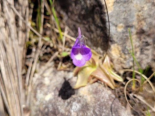 Pinguicula vulgaris (Common Butterwort)