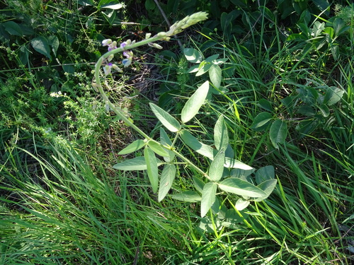Desmodium (ticktrefoils)