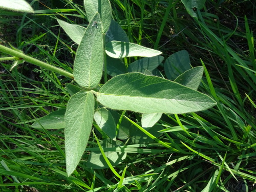 Desmodium (ticktrefoils) (alternate view 2)