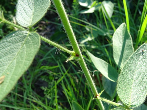 Desmodium (ticktrefoils) (alternate view 3)