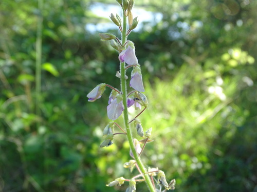 Desmodium (ticktrefoils) (alternate view 4)