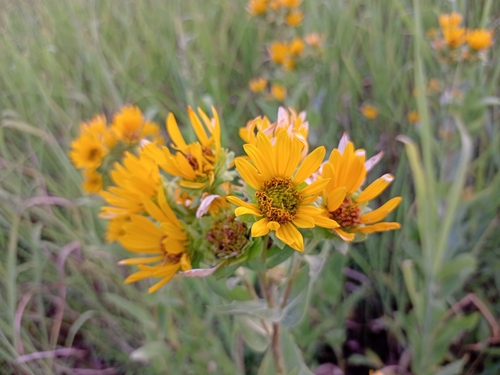 Silphium integrifolium (prairie rosinweed) (alternate view 10)