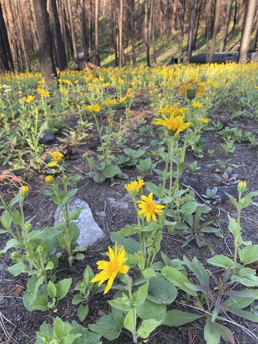 Arnica cordifolia (heartleaf arnica) (alternate view 5)