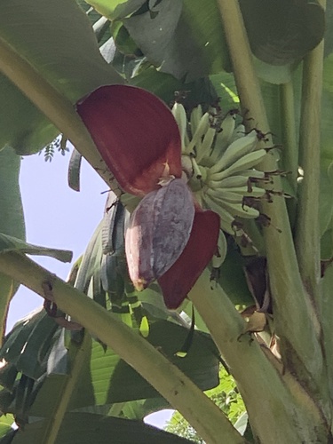 Musa × paradisiaca (Plantain) (alternate view 12)