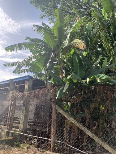 Musa × paradisiaca (Plantain) (alternate view 13)
