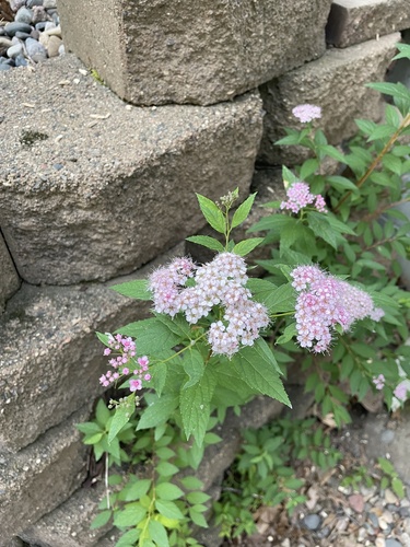 Spiraea japonica (Japanese Spirea) (alternate view 5)