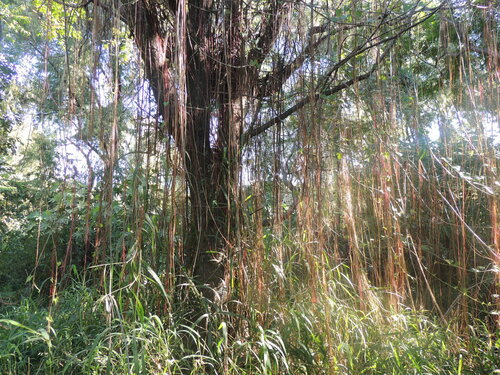 Cissus (Treebine) (alternate view 6)