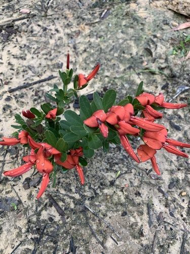 Templetonia retusa (Cockies Tongue)