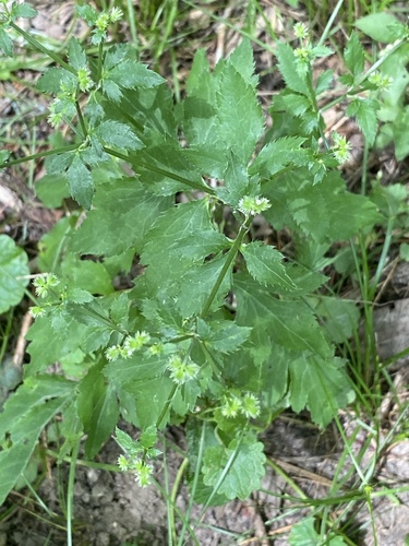 Sanicula canadensis (Black Snakeroot) (alternate view 2)