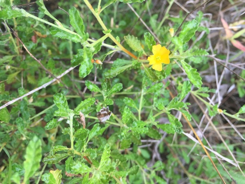 Turnera (alternate view 3)