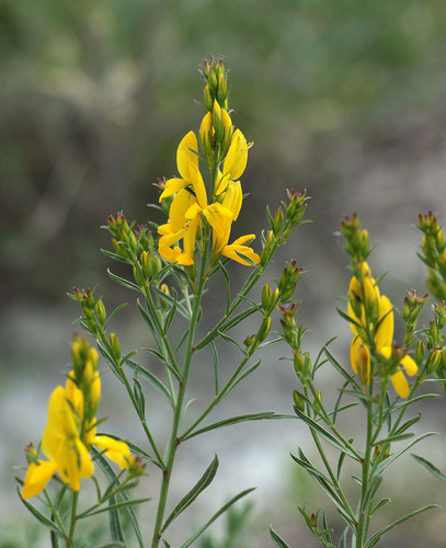 Genista tinctoria (Dyer's Greenweed)