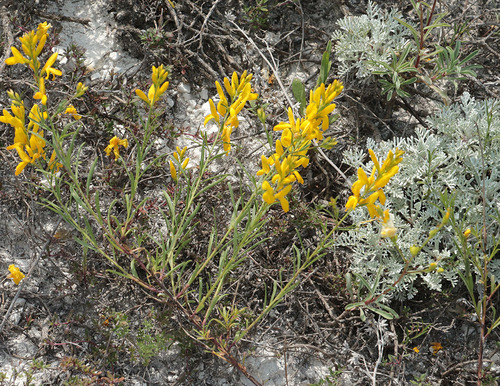 Genista tinctoria (Dyer's Greenweed)