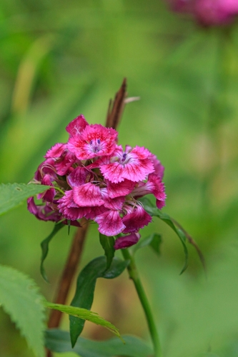 Dianthus barbatus (sweet William) (alternate view 5)