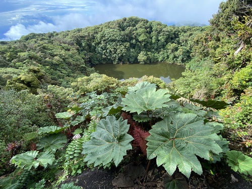 Gunnera (Gunneras) (alternate view 6)