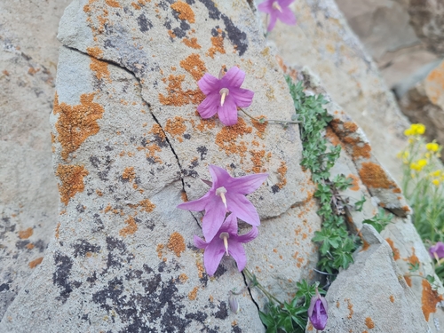 Campanula (bellflowers)
