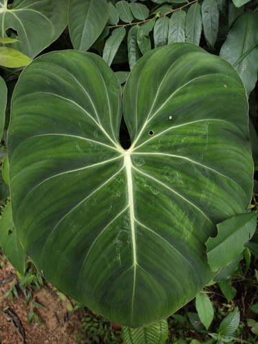 Philodendron gloriosum (Glorious Philodendron)