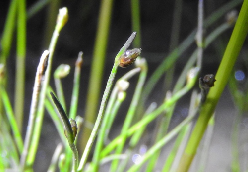 Isolepis cernua (alternate view 3)
