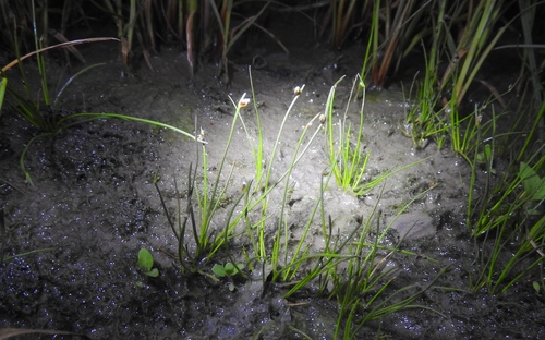 Isolepis cernua (alternate view 4)