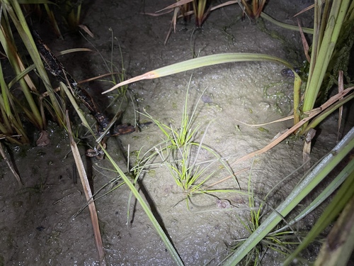 Isolepis cernua (alternate view 5)