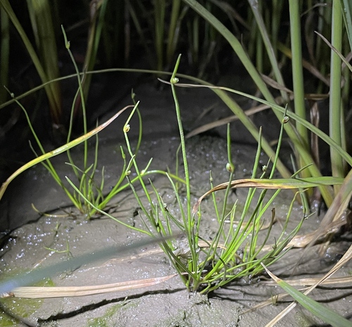 Isolepis cernua (alternate view 7)