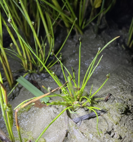 Isolepis cernua (alternate view 6)