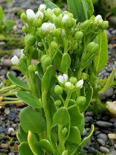 Cochlearia (Scurvygrasses) (alternate view 5)