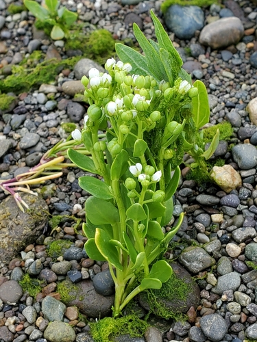 Cochlearia (Scurvygrasses) (alternate view 6)