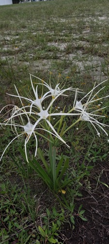 Hymenocallis (spider lilies) (alternate view 8)