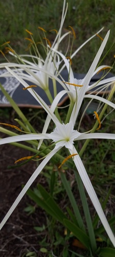 Hymenocallis (spider lilies) (alternate view 9)