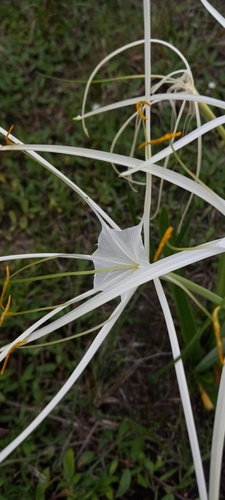 Hymenocallis (spider lilies) (alternate view 10)