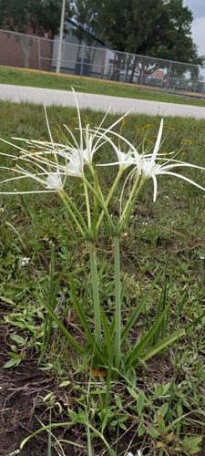 Hymenocallis (spider lilies) (alternate view 11)
