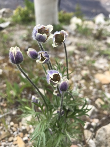 Anemone multifida (alternate view 8)