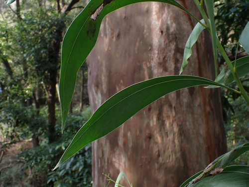 Acacia falcata (sickle wattle)