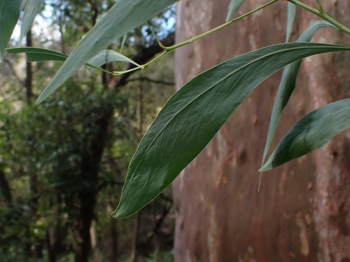 Acacia falcata (sickle wattle) (alternate view 2)