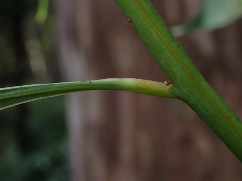 Acacia falcata (sickle wattle) (alternate view 3)