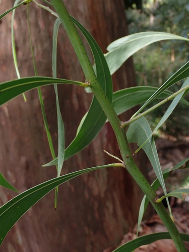 Acacia falcata (sickle wattle) (alternate view 4)