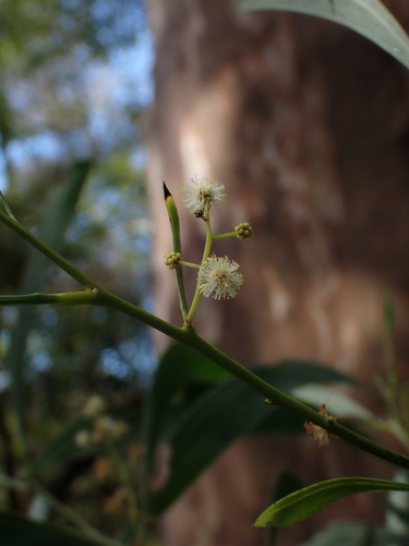 Acacia falcata (sickle wattle) (alternate view 5)