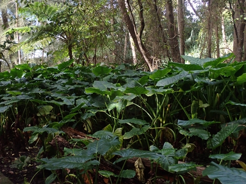 Alocasia brisbanensis (Cunjevoi)