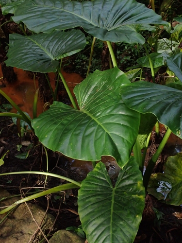 Alocasia brisbanensis (Cunjevoi) (alternate view 2)