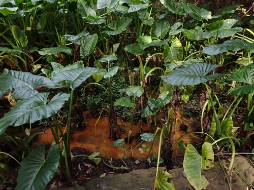 Alocasia brisbanensis (Cunjevoi) (alternate view 3)