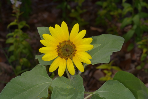 Helianthus annuus (Common Sunflower)