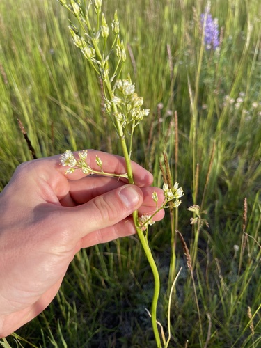 Toxicoscordion paniculatum (foothill deathcamas) (alternate view 7)