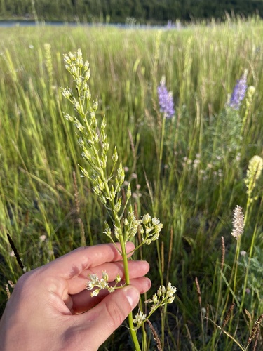 Toxicoscordion paniculatum (foothill deathcamas) (alternate view 8)