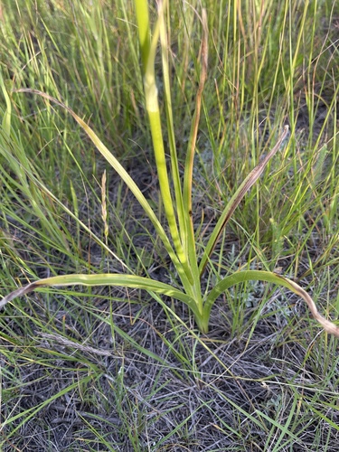 Toxicoscordion paniculatum (foothill deathcamas) (alternate view 9)