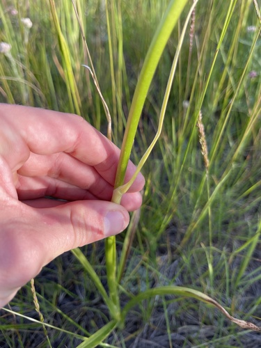 Toxicoscordion paniculatum (foothill deathcamas) (alternate view 10)