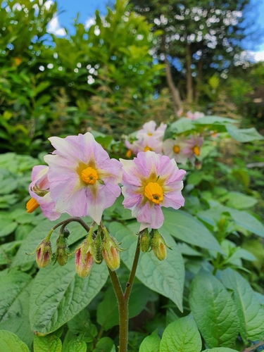 Solanum tuberosum (potato)